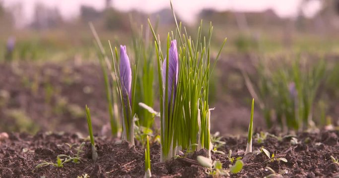 Saffron ready for harvest, delicate threads