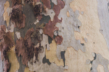 Plane tree-bark. Detail of bark. Platanus occidentalis.