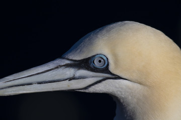gannet, Morus, close up portrait on a sunny day in july from Troups head, aberdeenshire, scotland.