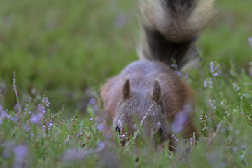 red squirrel, Sciurus vulgaris, searching for and eating nuts in a pinewood glade during a sunny morning. Caringorm NP, Scotland.