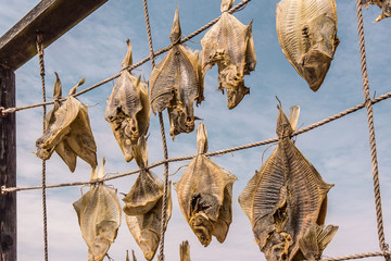 Flounder Fishes, fixed to ropes, against the sky