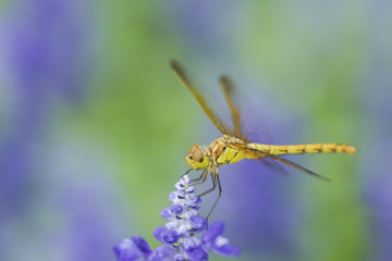 dragonfly