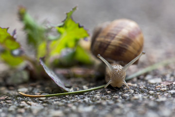 Weinbergschnecke