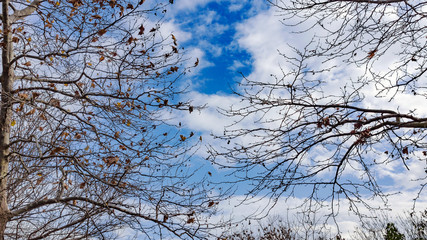 Winter trees and blue sky with clouds
