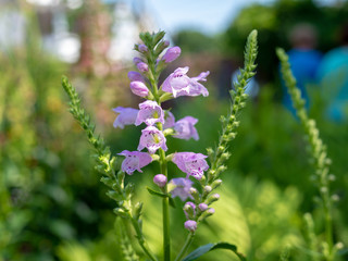 Flowering fireweed on a blurred background.