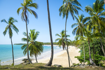 Fototapeta na wymiar View through coconut trees to a beautiful tropical palm-fringed, white sand beach bay in Bahia, Brazil.