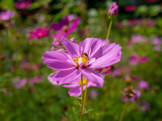 Purple flower in the background.
