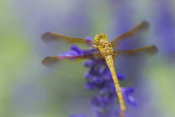 dragonfly