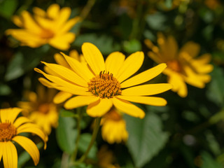 Sunflower. Flower and yellow.