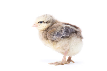 Little chicken isolated on white