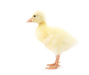 Yellow duckling on white background