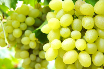 green bunches of grapes Close-up of a bunch of grapes on grapevine in vineyard