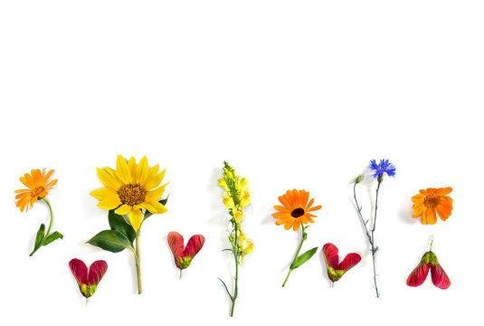 Wildflowers summer sunflower, flowers calendula, linaria, blue cornflower, red samaras maple ash with space for text on white background. Top view, flat lay