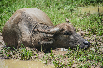 Buffalo Thai Agricultural Livestock Countryside and fields