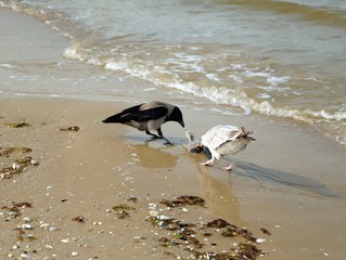 vögel am strand