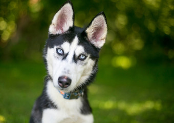 Naklejka na ściany i meble An Alaskan Husky puppy with blue eyes, listening with a head tilt