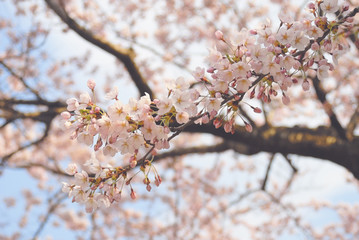 桜　枝　素材