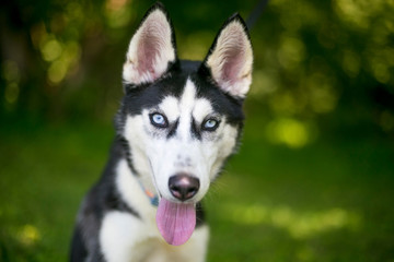 An Alaskan Husky puppy with blue eyes outdoors