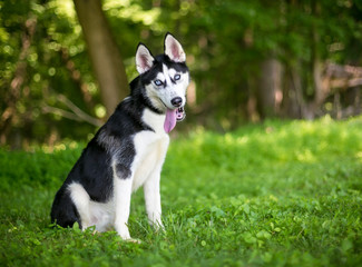 An Alaskan Husky puppy with blue eyes, listening with a head tilt