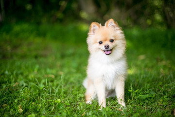 A purebred Pomeranian puppy with a happy expression