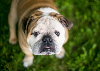 Fototapeta premium A purebred English Bulldog outdoors, looking up
