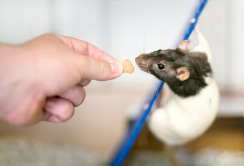 A Fancy Rat or domesticated pet rat receiving a treat from a person