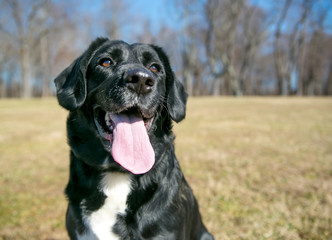 A black and white Labrador Retriever mixed breed dog outdoors