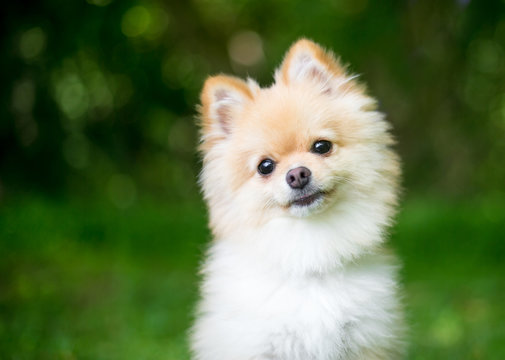 A purebred Pomeranian puppy listening with a head tilt