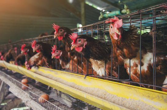Close-Up Of Rooster In Cage Livestock  in  industrial farm