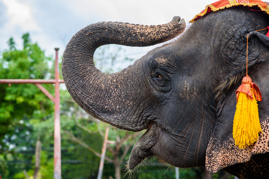 Thailand elephen