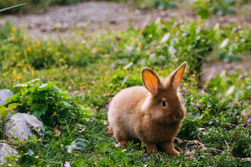 Red fluffy rabbit on the grass