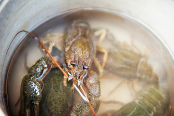 Live crawfish under the water