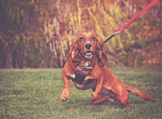 happy basset hound on fresh green grass and her owner holding a leash on a hot summer day