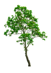 The Isolated Dipterocarpus Alatus, tropical forest tree from white background with clipping path.