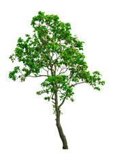 Fototapeta premium The Isolated Dipterocarpus Alatus, tropical forest tree from white background with clipping path.