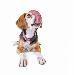 cute beagle licking her nose with a giant tongue