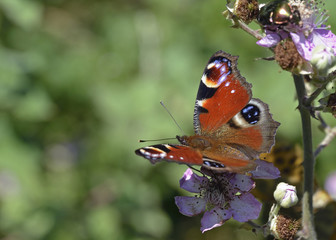 European Peacock (Inachis io), Greece 