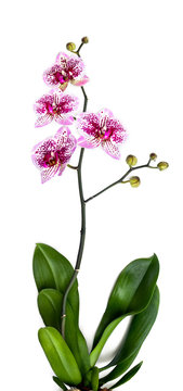 Fototapeta Tropical flowers with leaves orchid ( known as moth orchids )  on a white background. Top view, flat lay.
