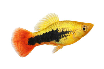 Sunburst tuxedo platy male Xiphophorus variatus tropical aquarium fish 