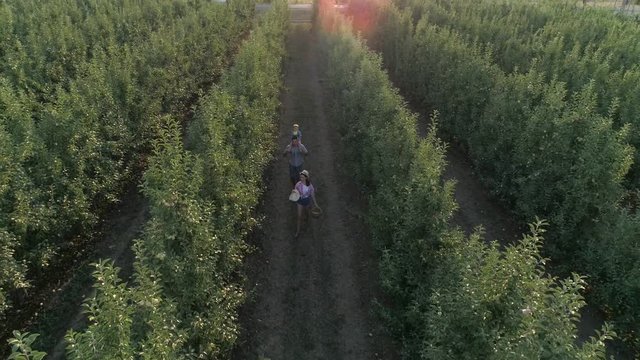 family on nature, drone view over young woman throws hat in the air while walking at apple orchard in slow motion