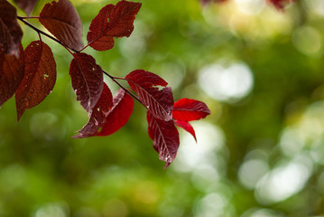 Red Crabapple Leaves