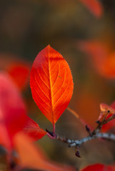 Red Autumn Leaf