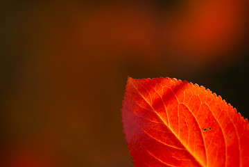 Red Leaf Closeup
