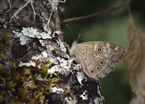 Lattice Brown (Kirinia Roxelana), Greece 