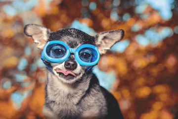 cute chihuahua wearing goggles and poking his tongue out toned with a retro vintage instagram filter