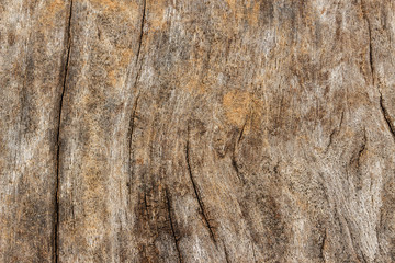 Obraz premium Texture of old wooden natural background