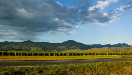 Grapes plantation. Landscape of grapes vineyards. Growing grapes trees in vineyards. Fruit farms with grapes trees