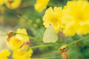 Yellow flowers in vintage tone. Summer atmosphere