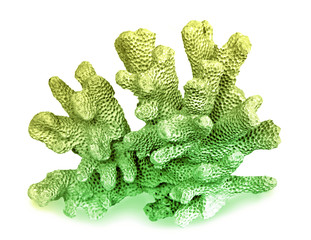 coral isolated on white background © Dmitry