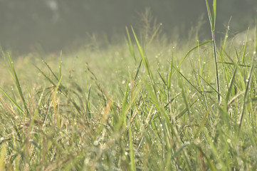 Beautiful dew grass with drops in the morning light